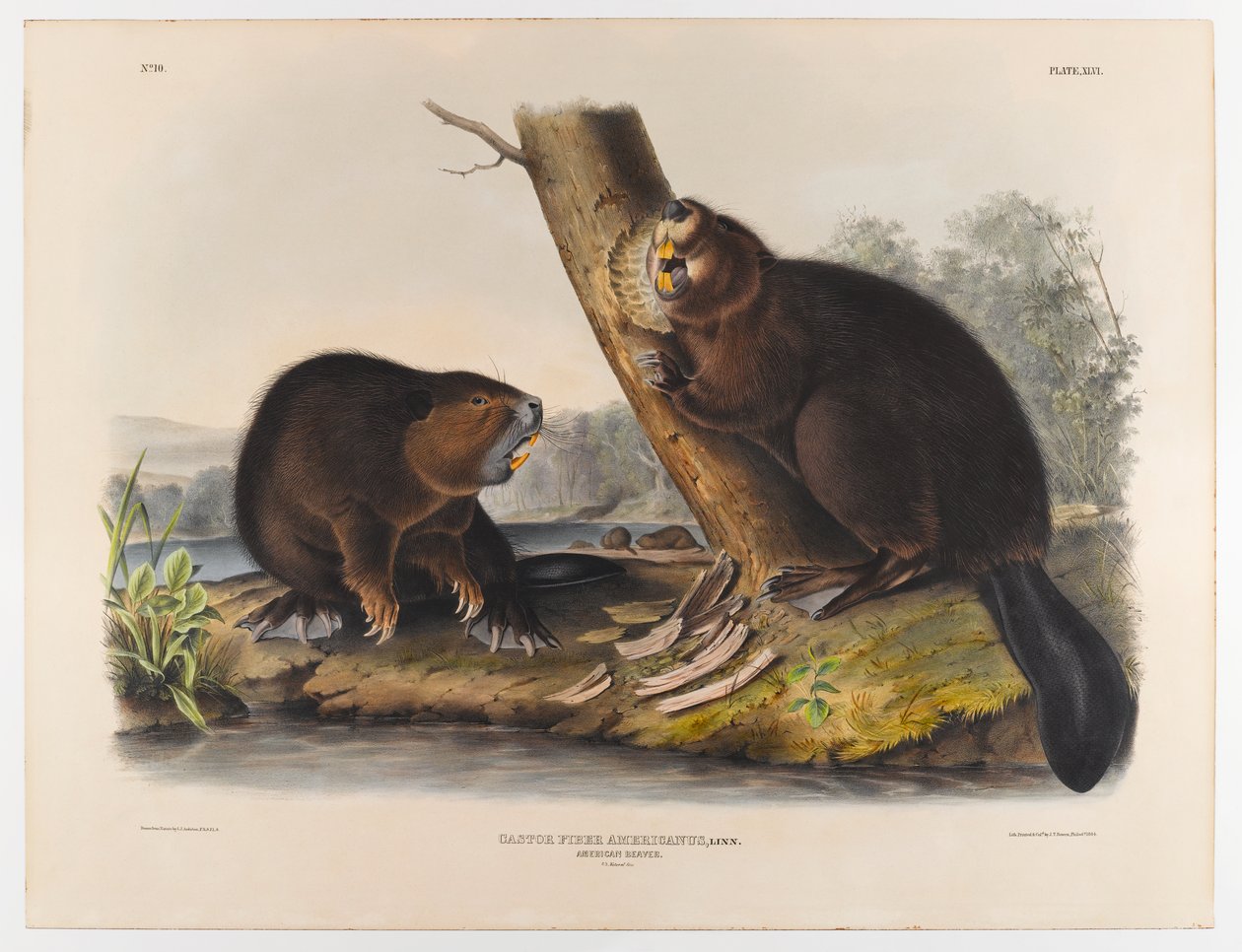 Bóbr amerykański, 1844 autorstwa John James Audubon