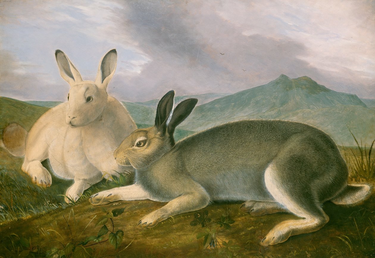 Zając polarny, ok. 1930 r. 1841. autorstwa John James Audubon