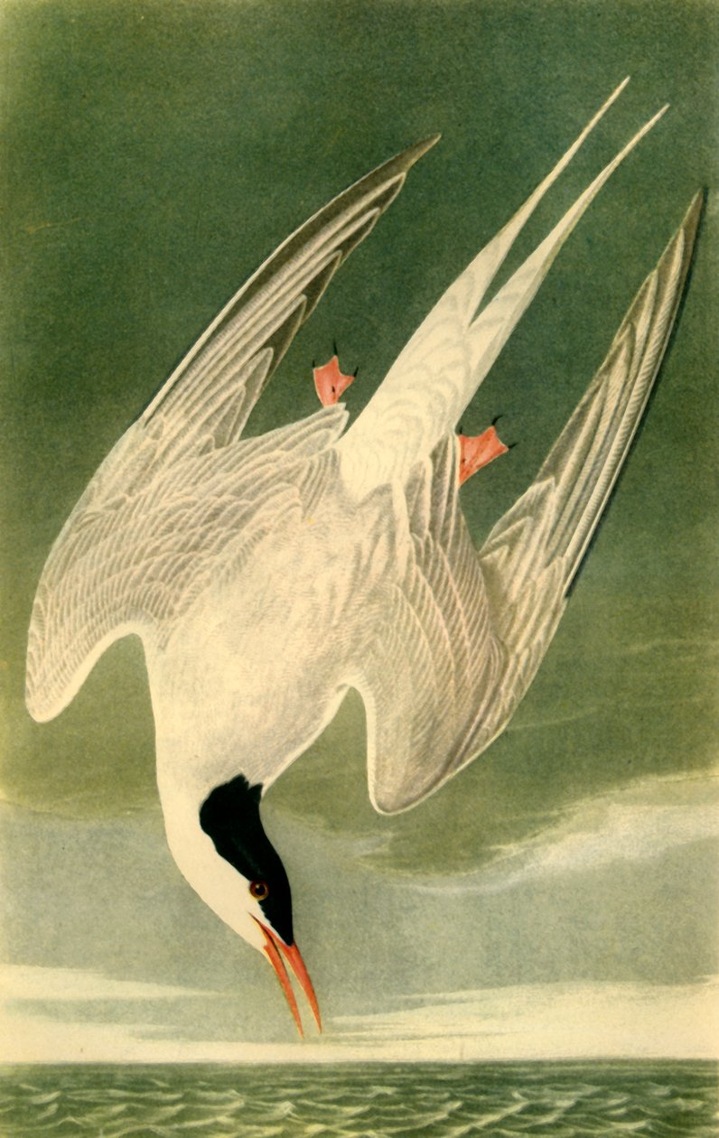 Rybitwa popielata, 1835, 1942. autorstwa John James Audubon