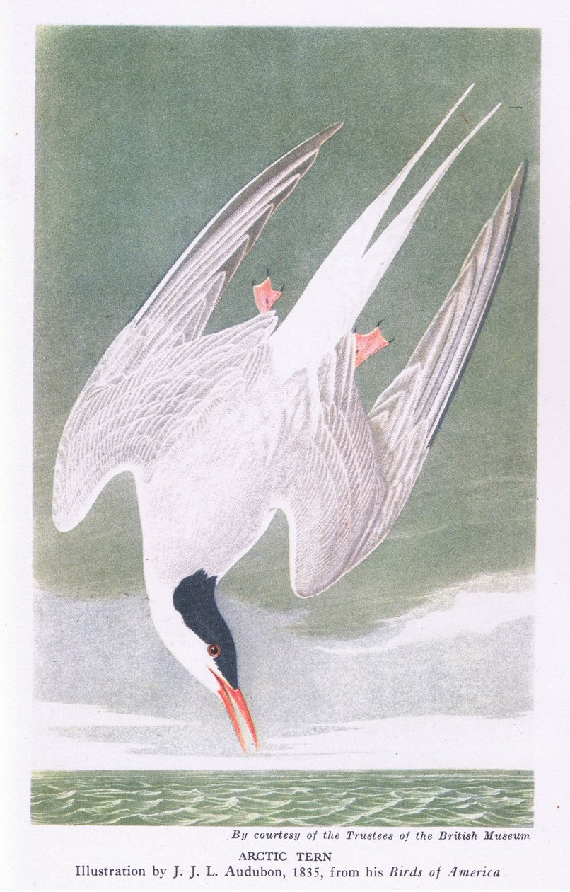 rybitwa popielata autorstwa John James Audubon