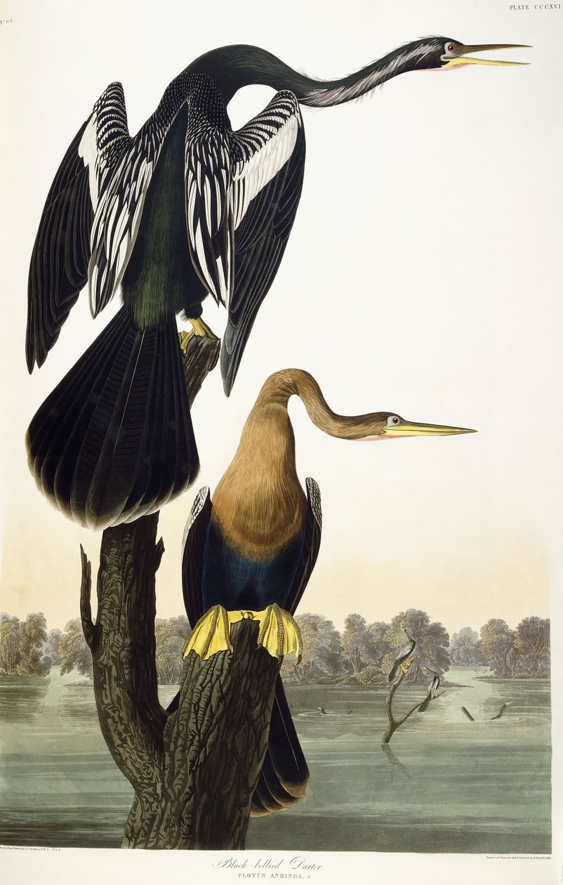 Czarnobrzuchy Darter, 1836 autorstwa John James Audubon