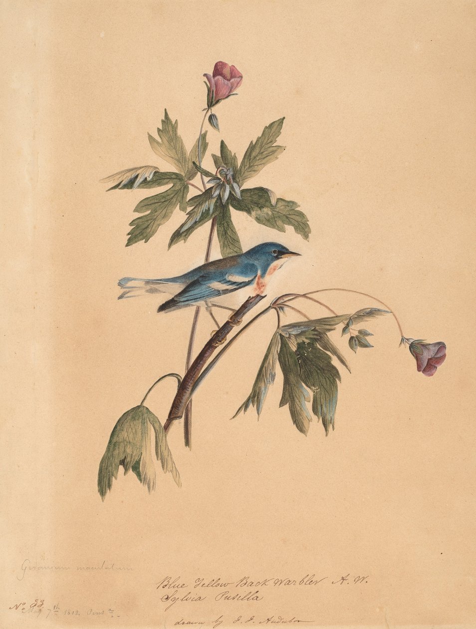 Niebiesko-żółta gajówka, 1812. autorstwa John James Audubon