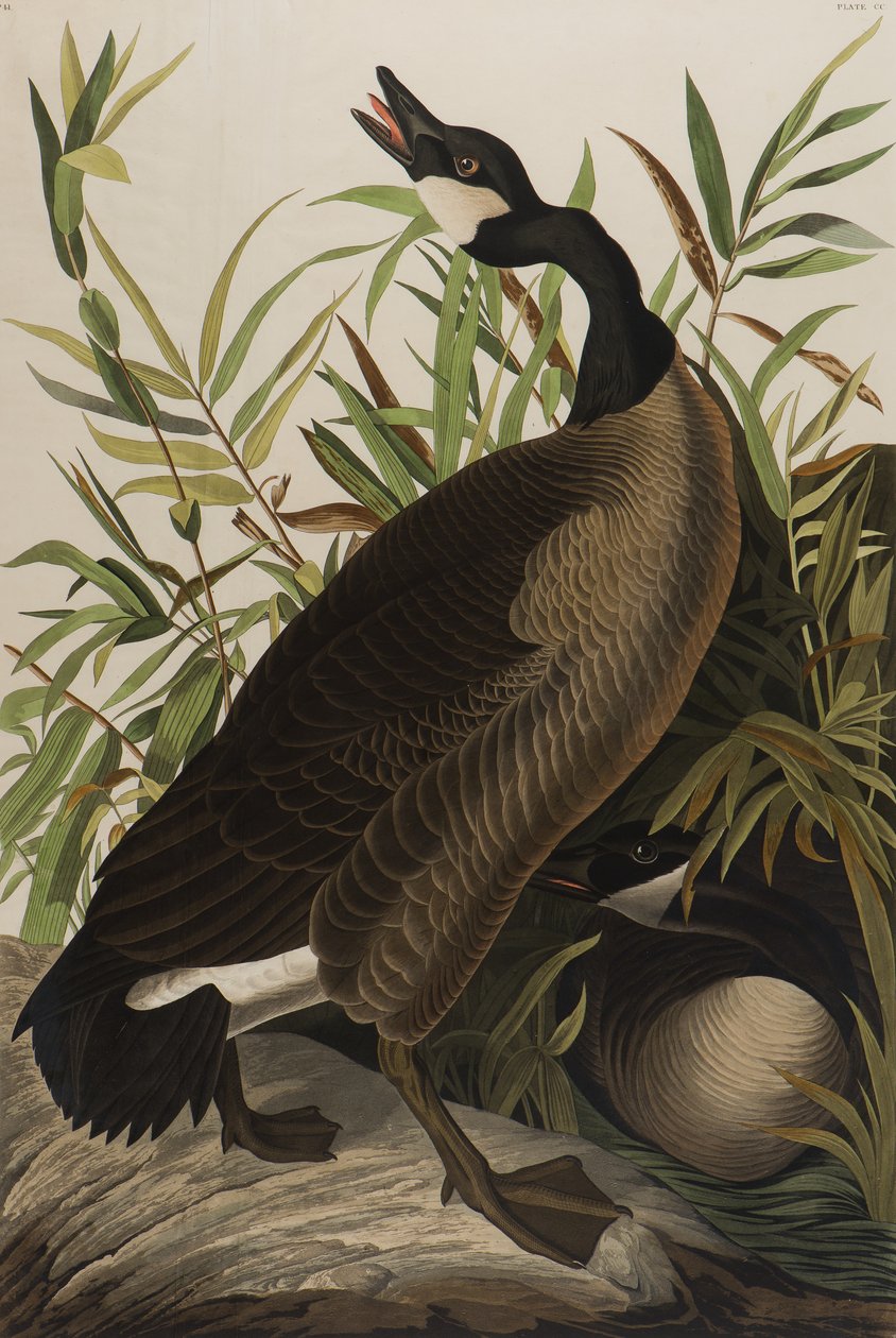 Bernikla kanadyjska, 1827-1838 (wc na papierze) autorstwa John James Audubon