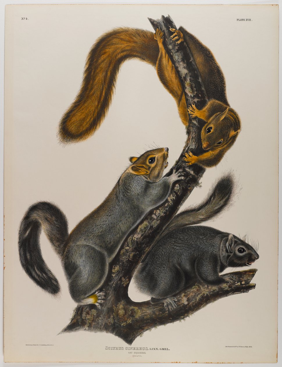 kot wiewiórka autorstwa John James Audubon