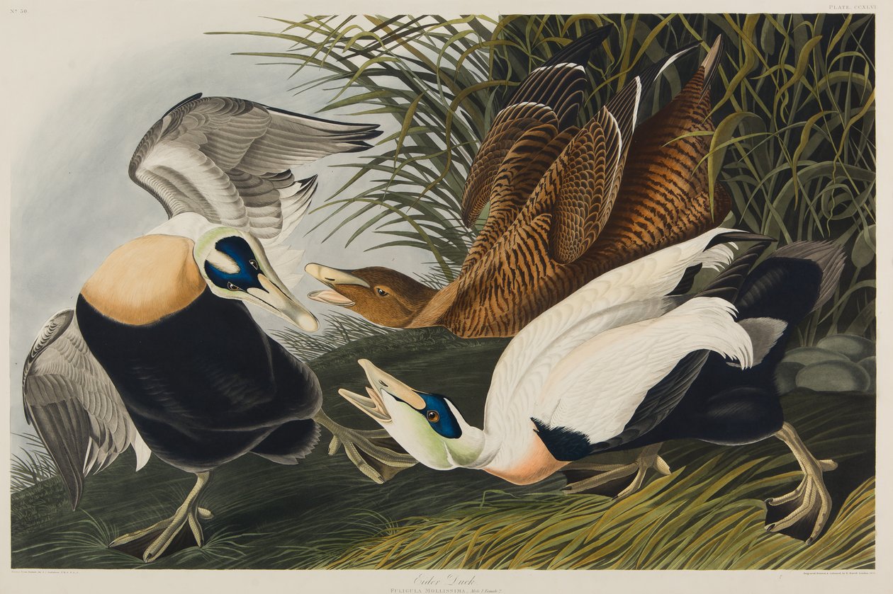 Eider Duck, 1835 (wc na papierze) autorstwa John James Audubon