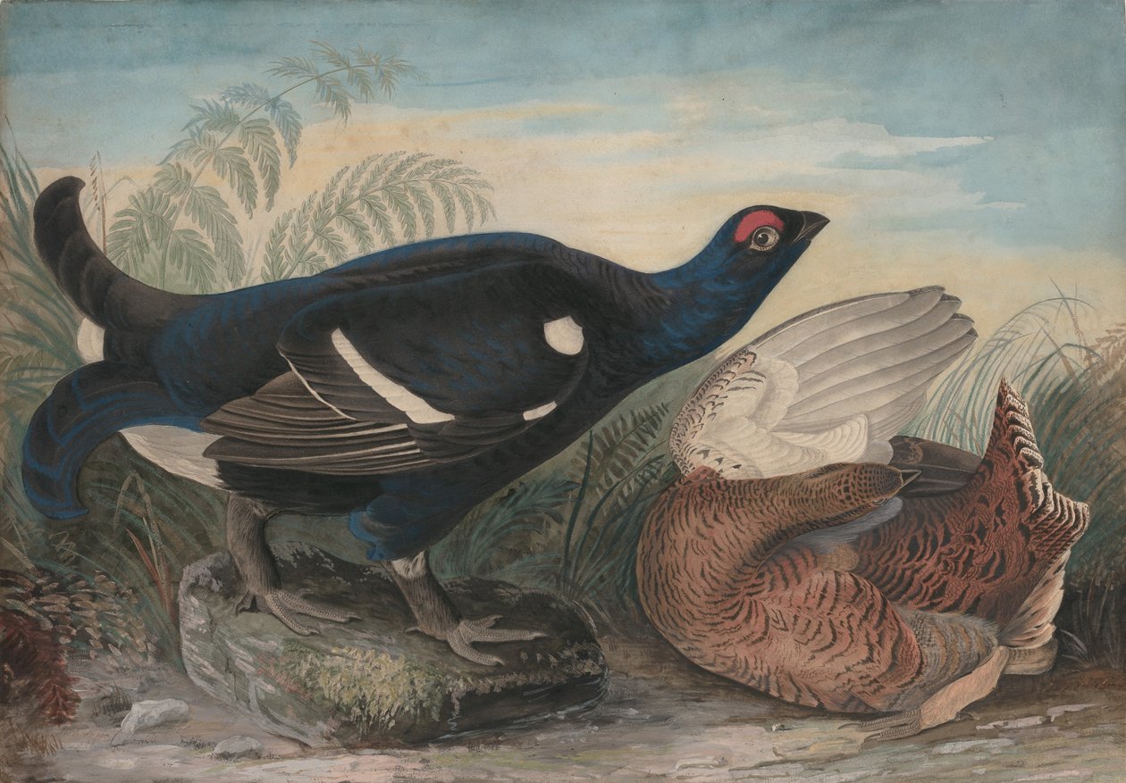Angielskie czarne fiuty, 1828. autorstwa John James Audubon