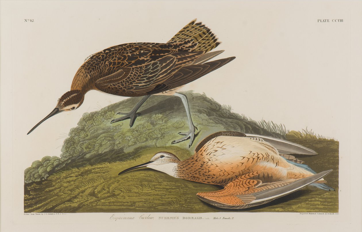 Esquimaux Curlew, 1834 (wc na papierze) autorstwa John James Audubon