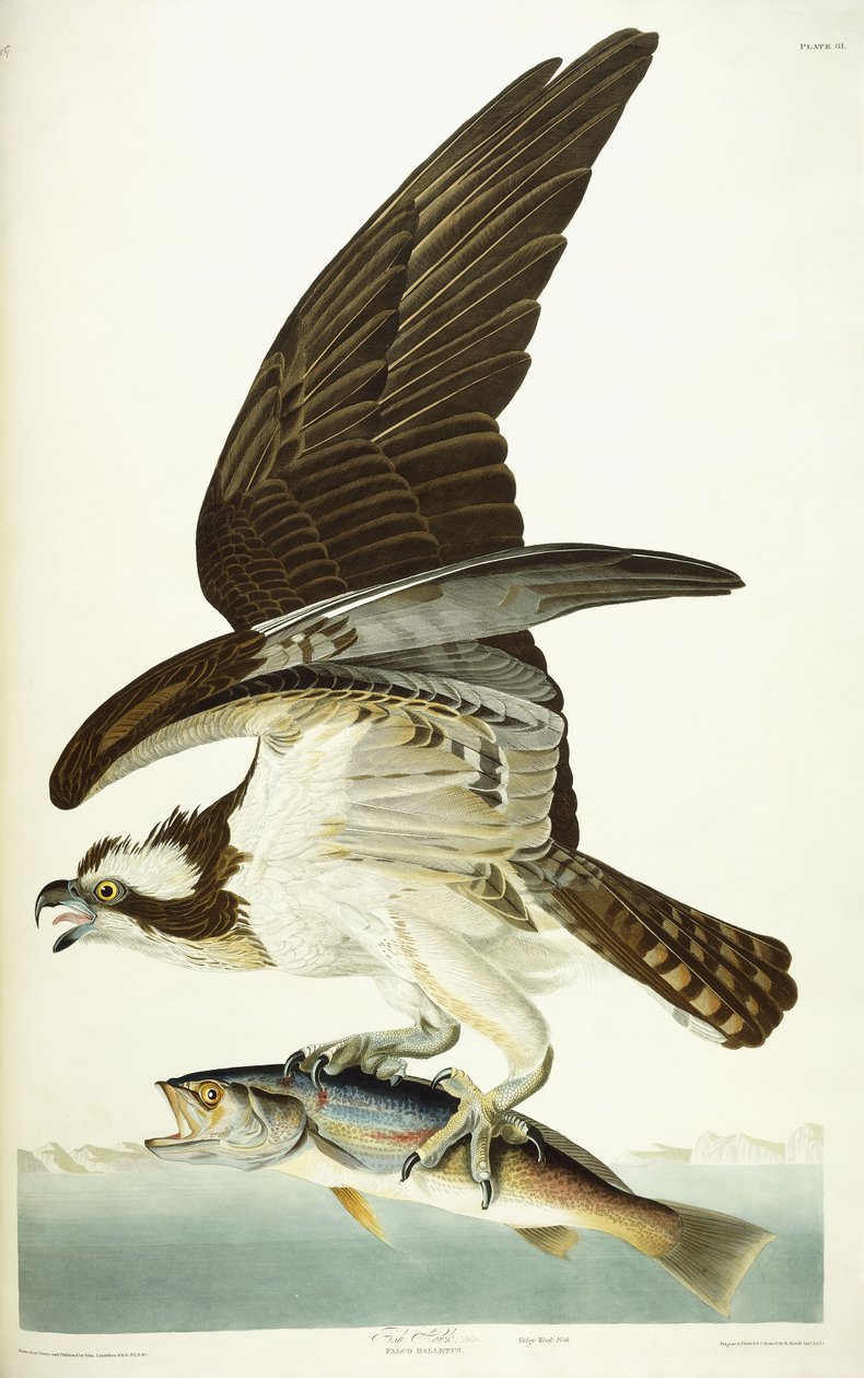 Jastrząb rybny, 1830 r. autorstwa John James Audubon