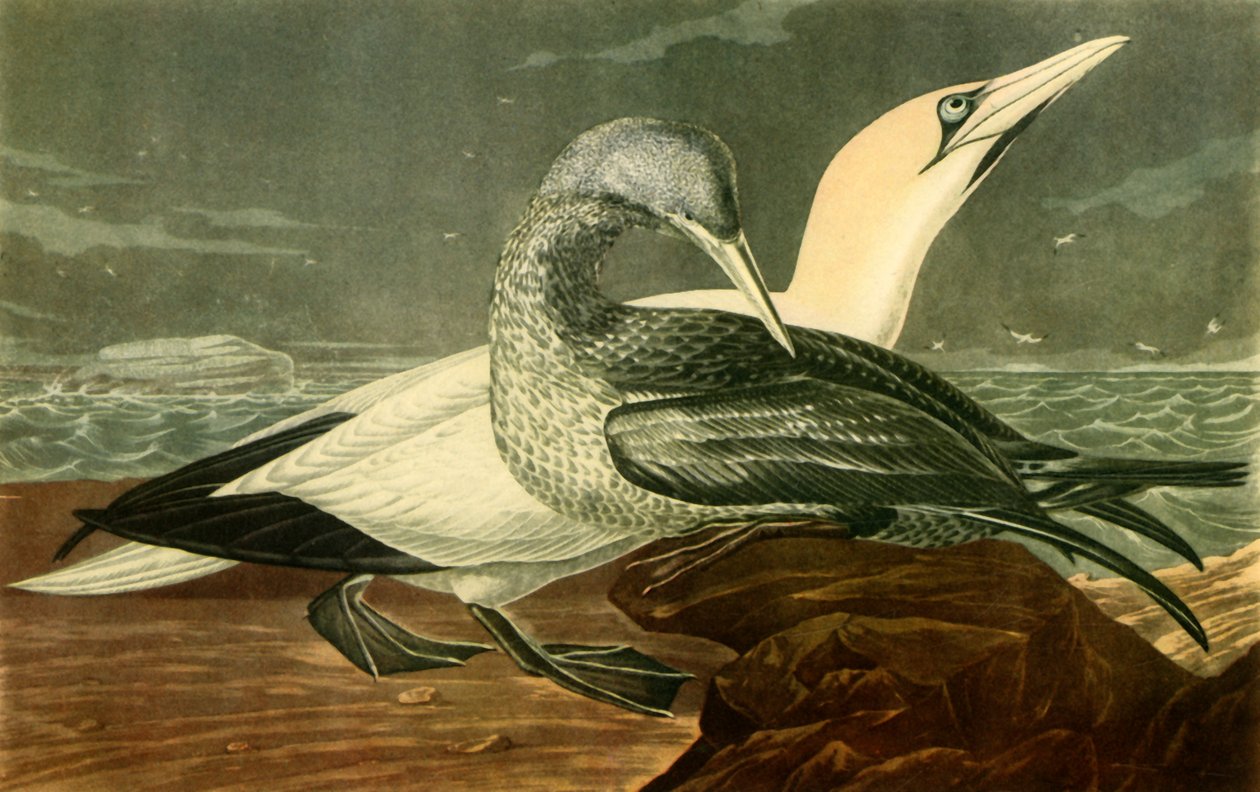 „Gannets”, 1836, 1942. autorstwa John James Audubon