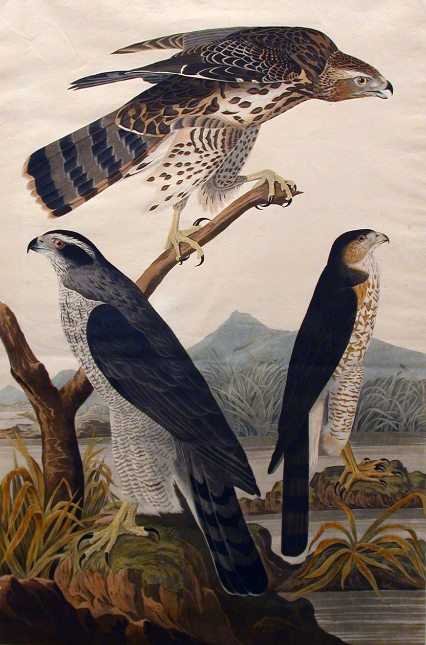 Goshawk, Stanley Hawk nr 29, 1830. autorstwa John James Audubon