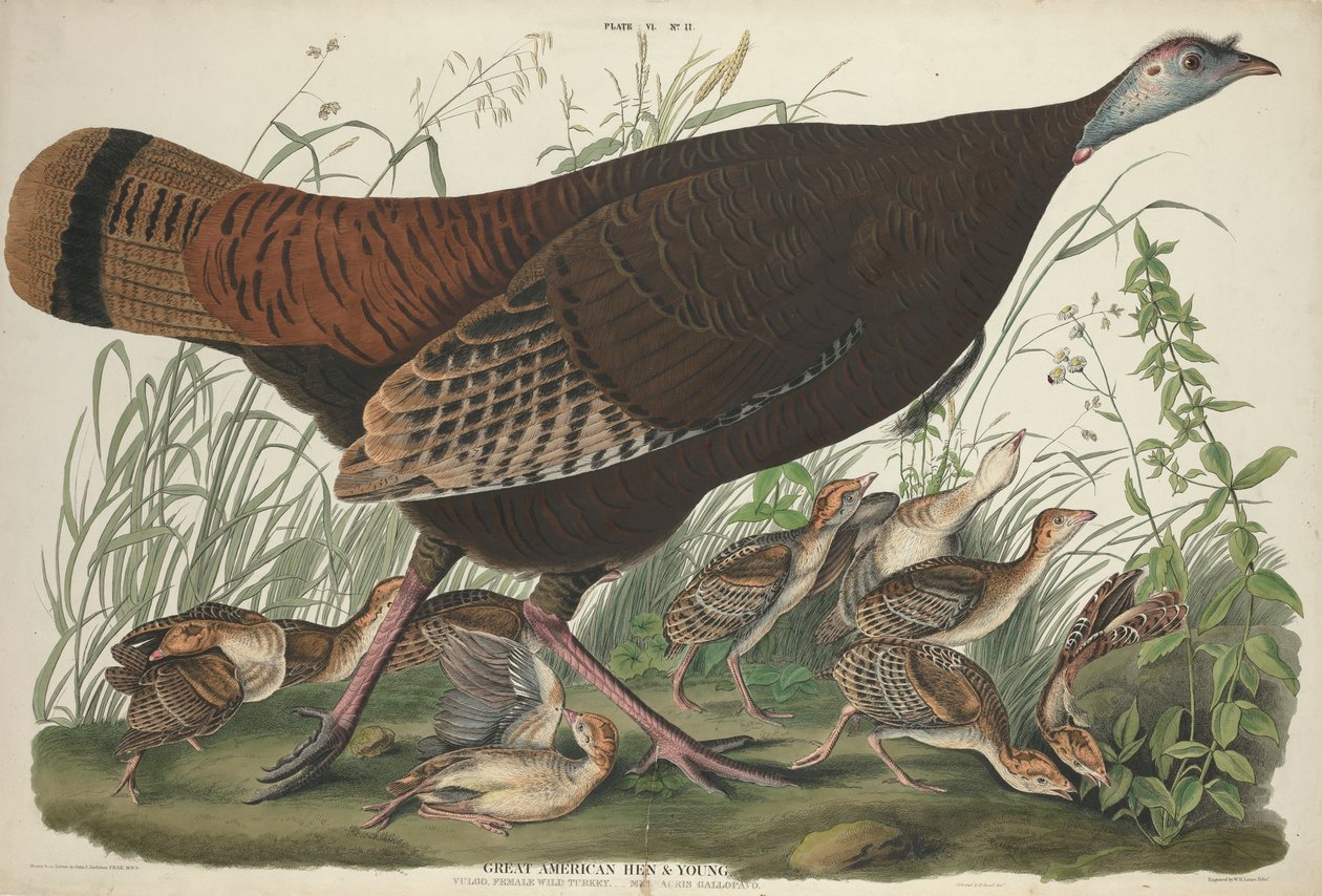 Wielka amerykańska kura i młoda, 1827 autorstwa John James Audubon