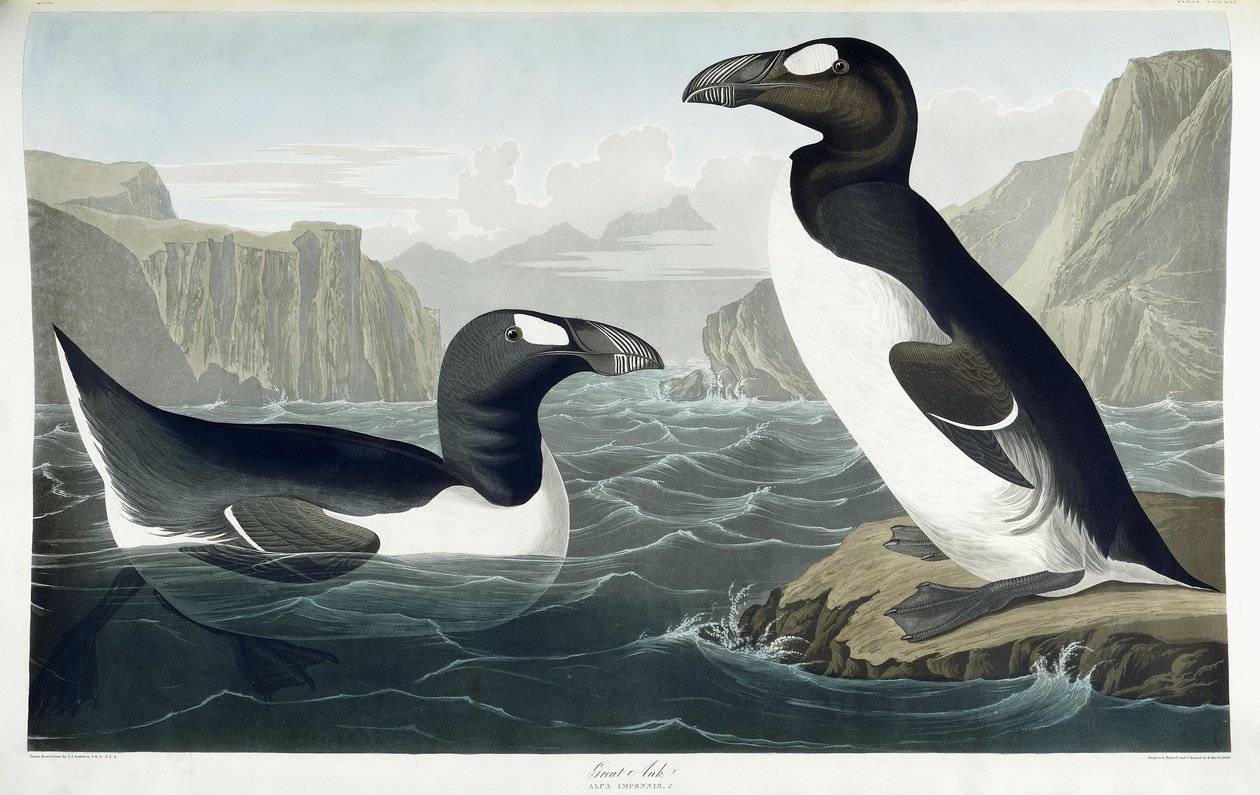 Alka wielka, 1836 autorstwa John James Audubon
