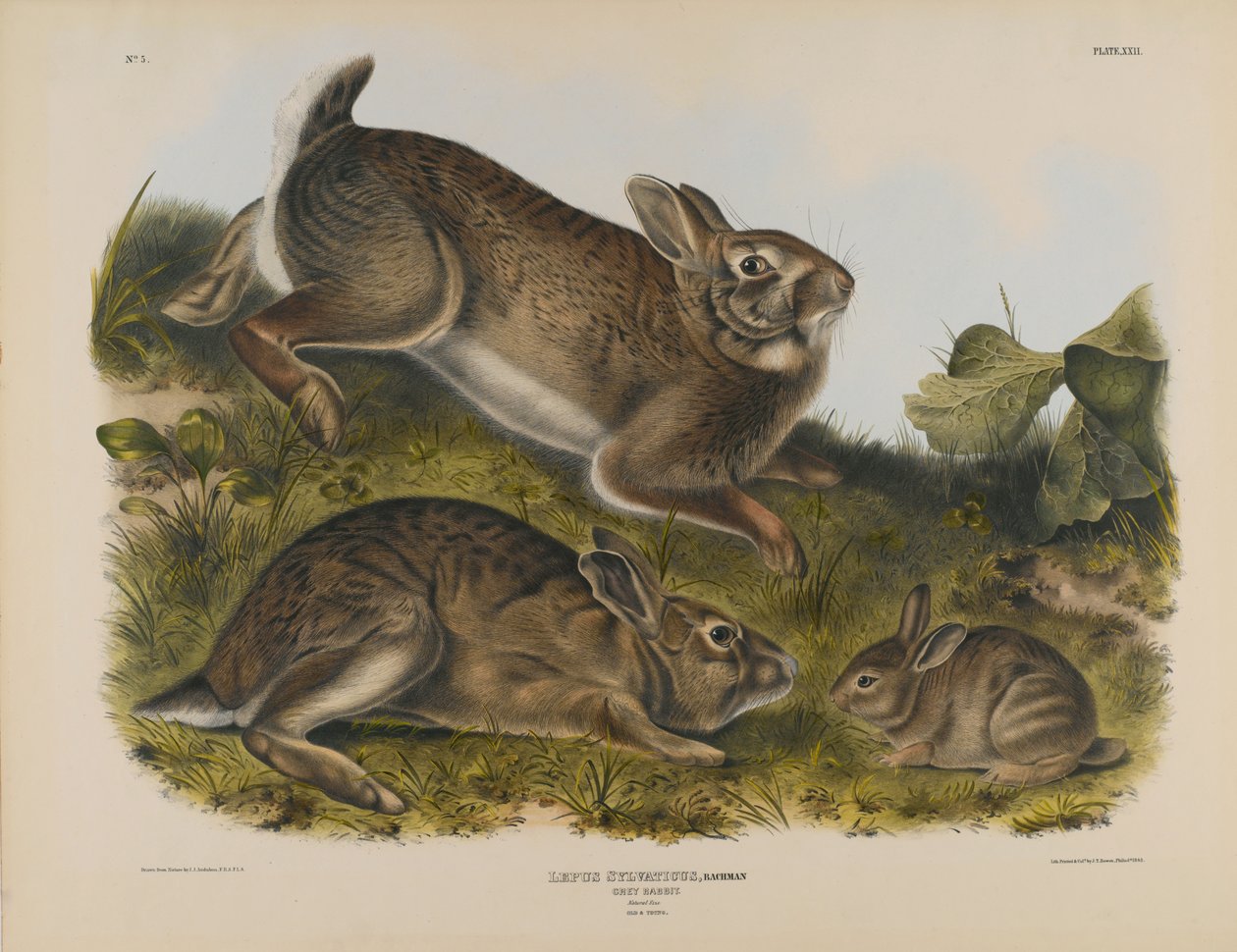Szary Królik autorstwa John James Audubon