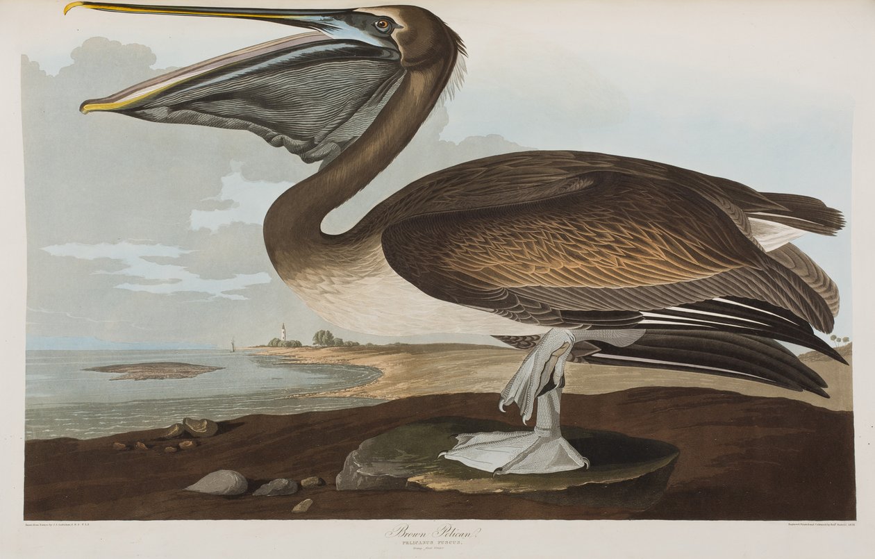 Ilustracja z „Birds of America” autorstwa John James Audubon