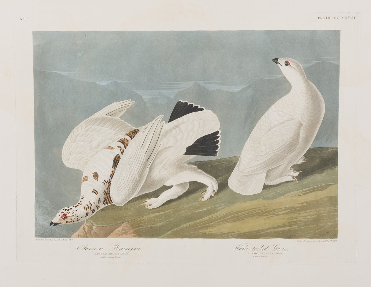 Ilustracja z „Birds of America” autorstwa John James Audubon