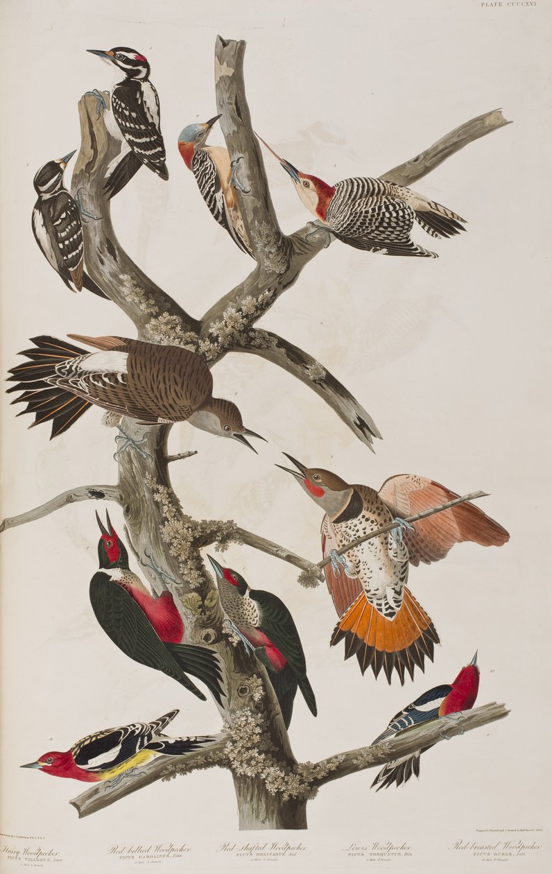 Ilustracja z „Birds of America” autorstwa John James Audubon
