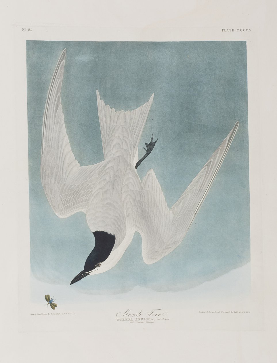 Ilustracja z „Birds of America” autorstwa John James Audubon