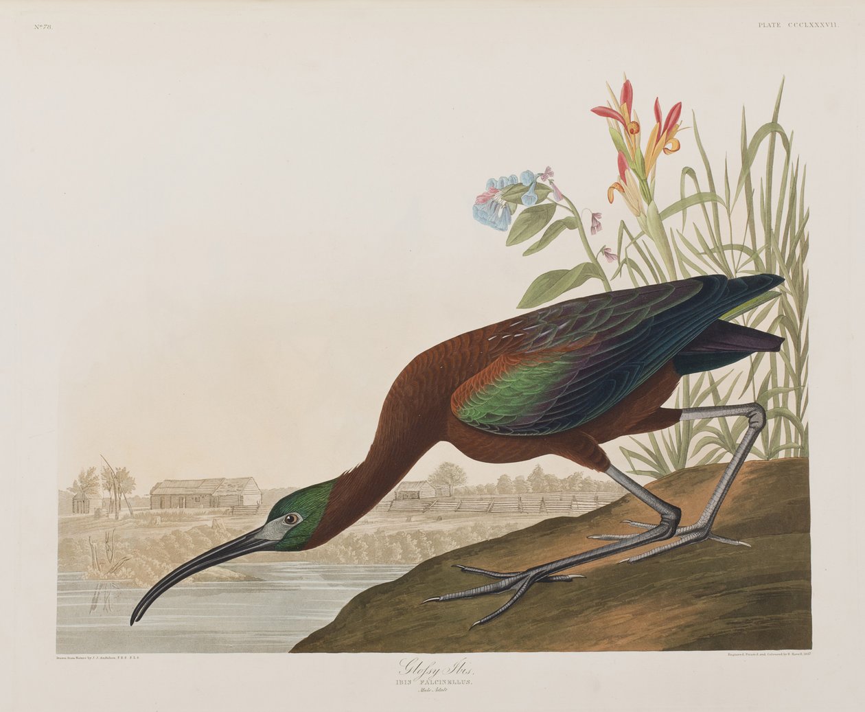 Ilustracja z „Birds of America” autorstwa John James Audubon