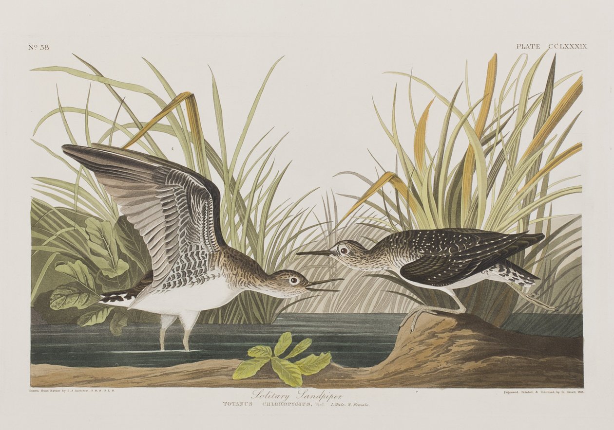 Ilustracja z „Birds of America” autorstwa John James Audubon