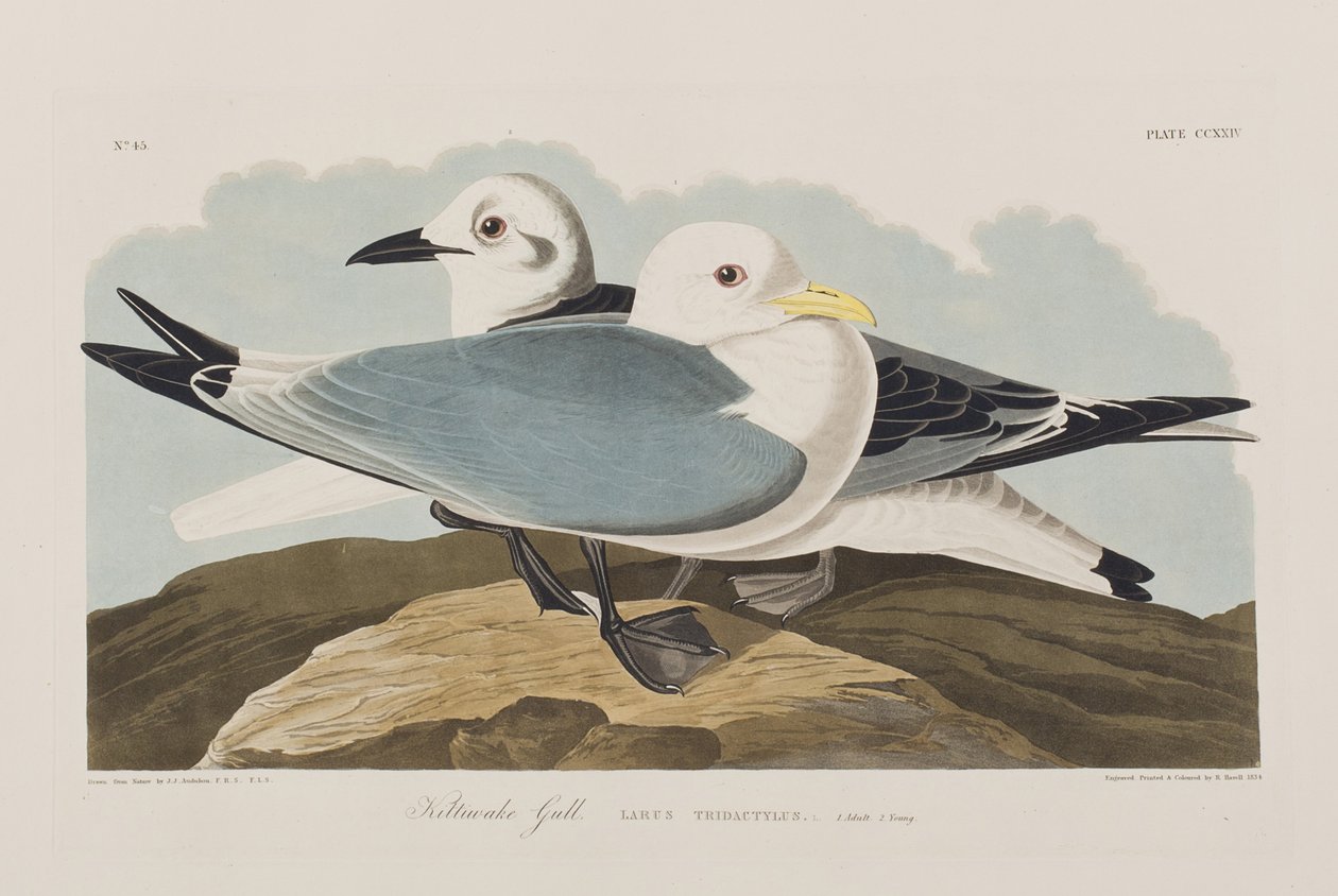 Ilustracja z „Birds of America” autorstwa John James Audubon