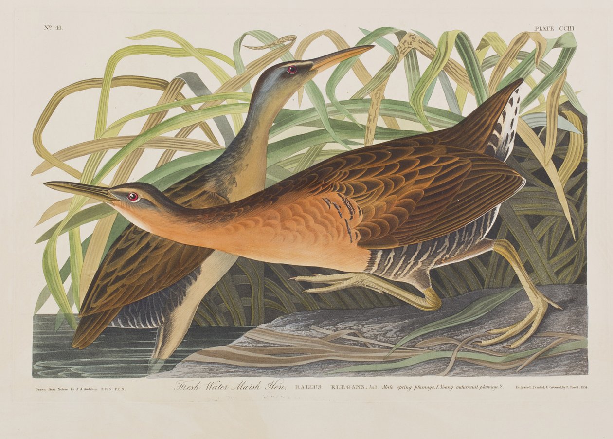 Ilustracja z „Birds of America” autorstwa John James Audubon