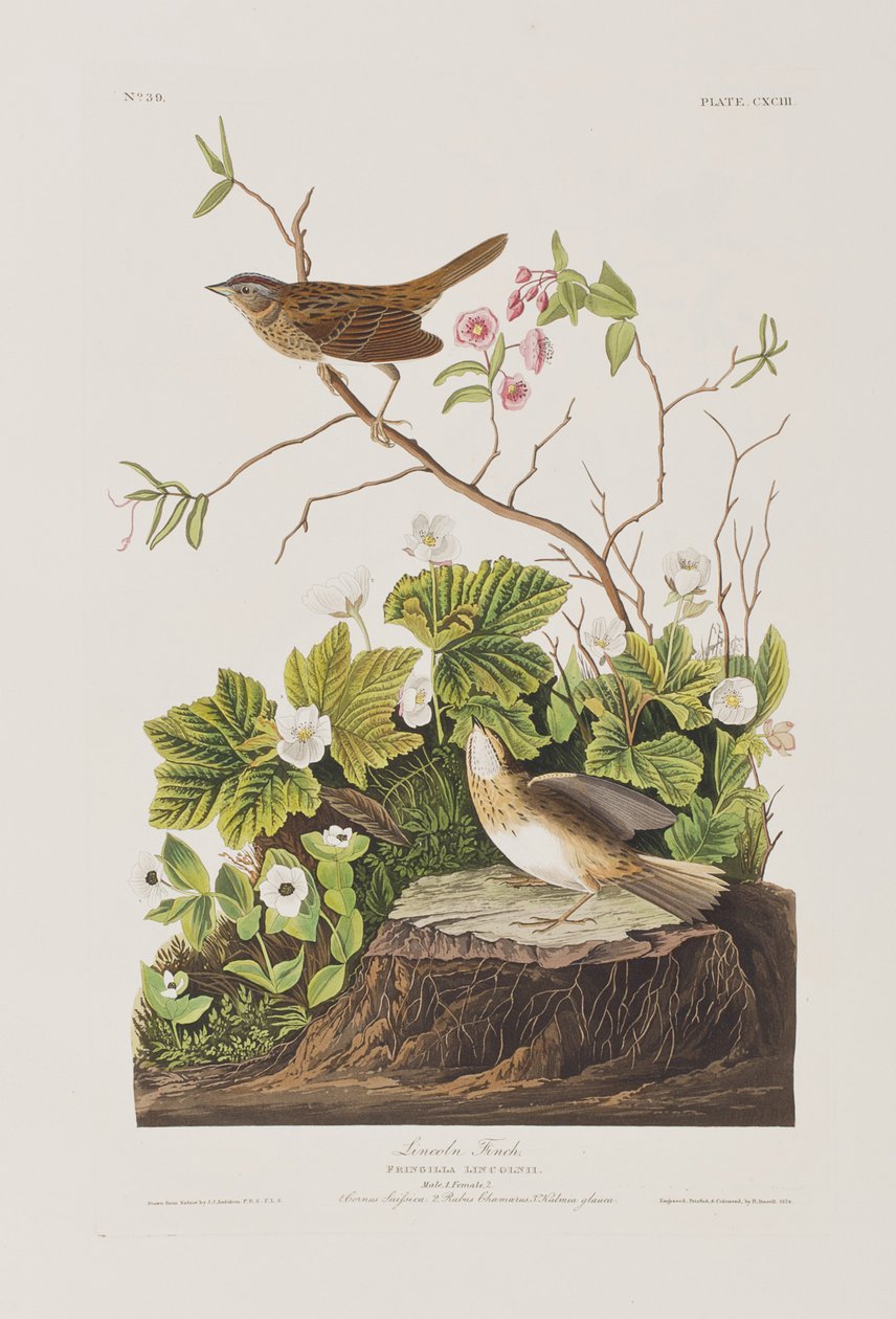 Ilustracja z „Birds of America” autorstwa John James Audubon