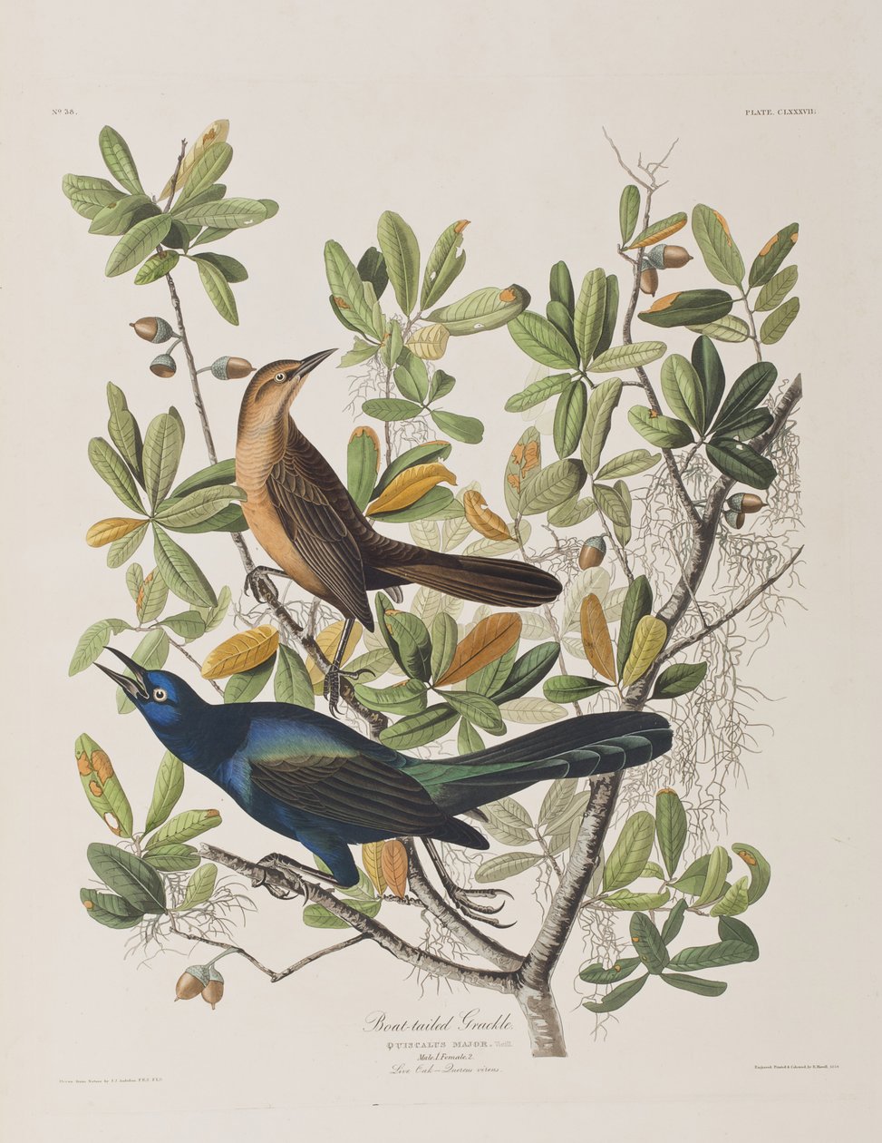 Ilustracja z „Birds of America” autorstwa John James Audubon