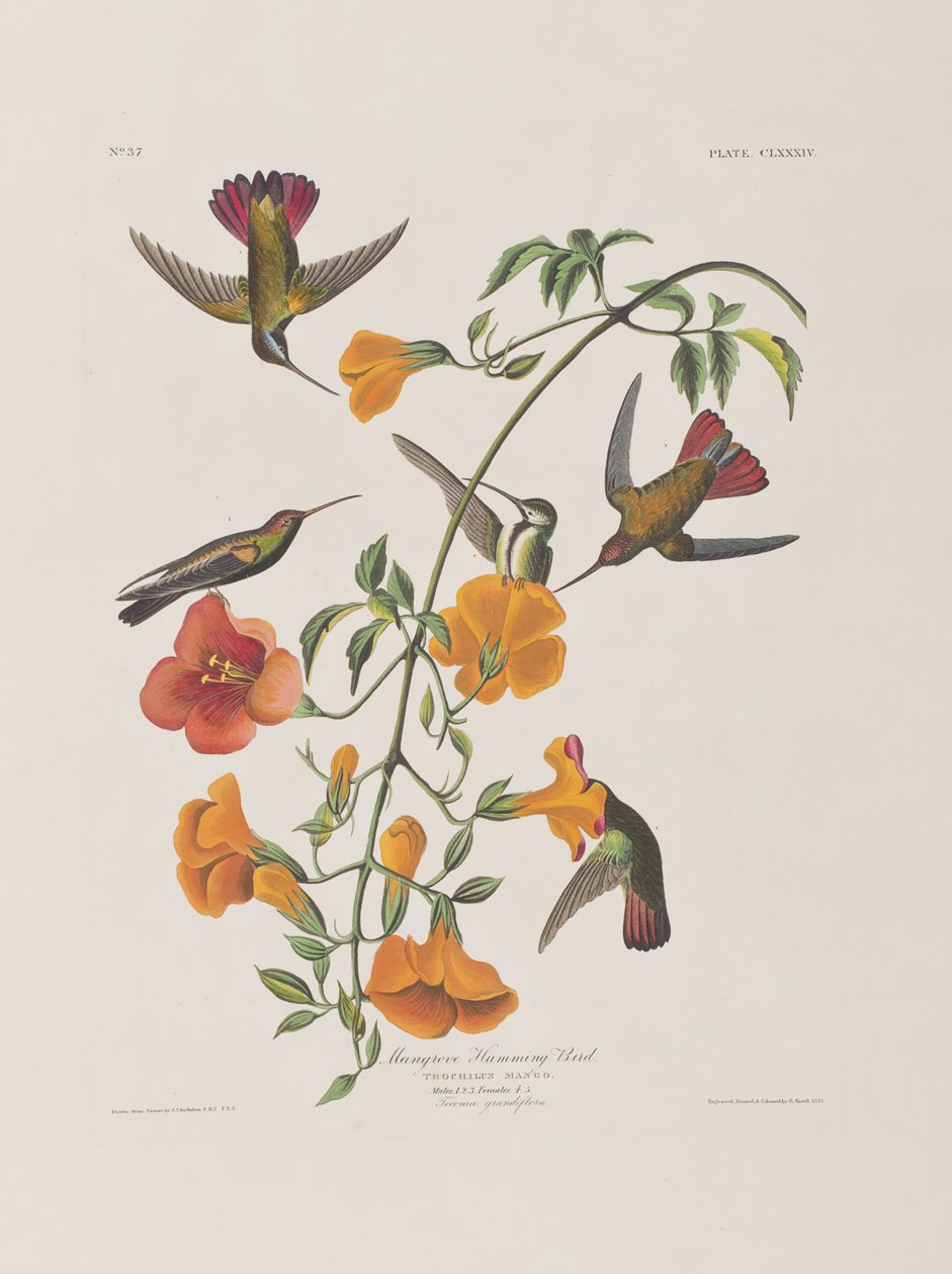 Ilustracja z „Birds of America” autorstwa John James Audubon