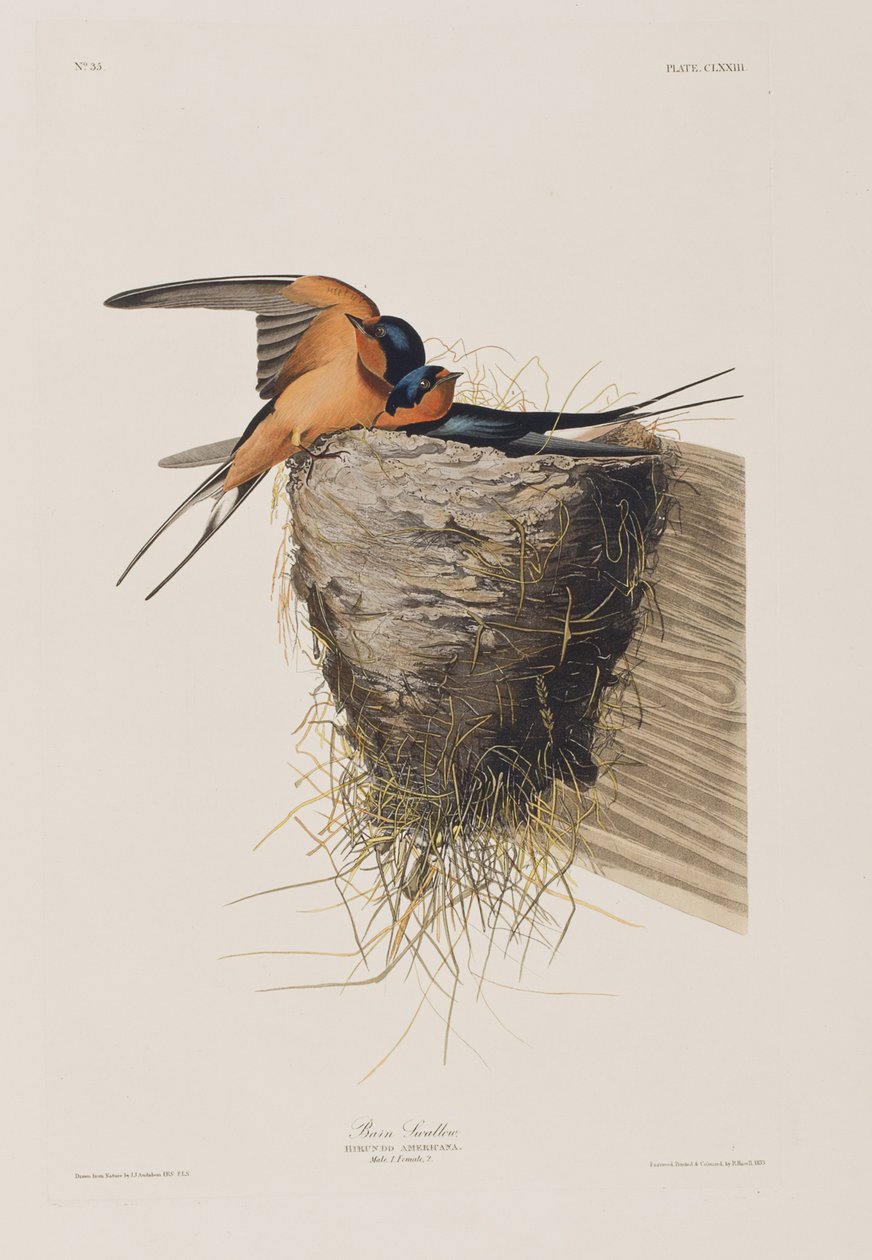 Ilustracja z „Birds of America” autorstwa John James Audubon