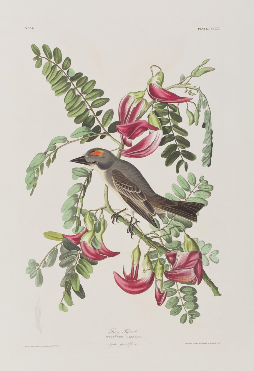 Ilustracja z „Birds of America” autorstwa John James Audubon