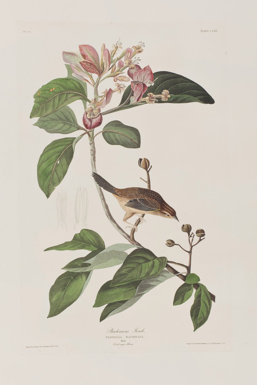 Ilustracja z „Birds of America” autorstwa John James Audubon