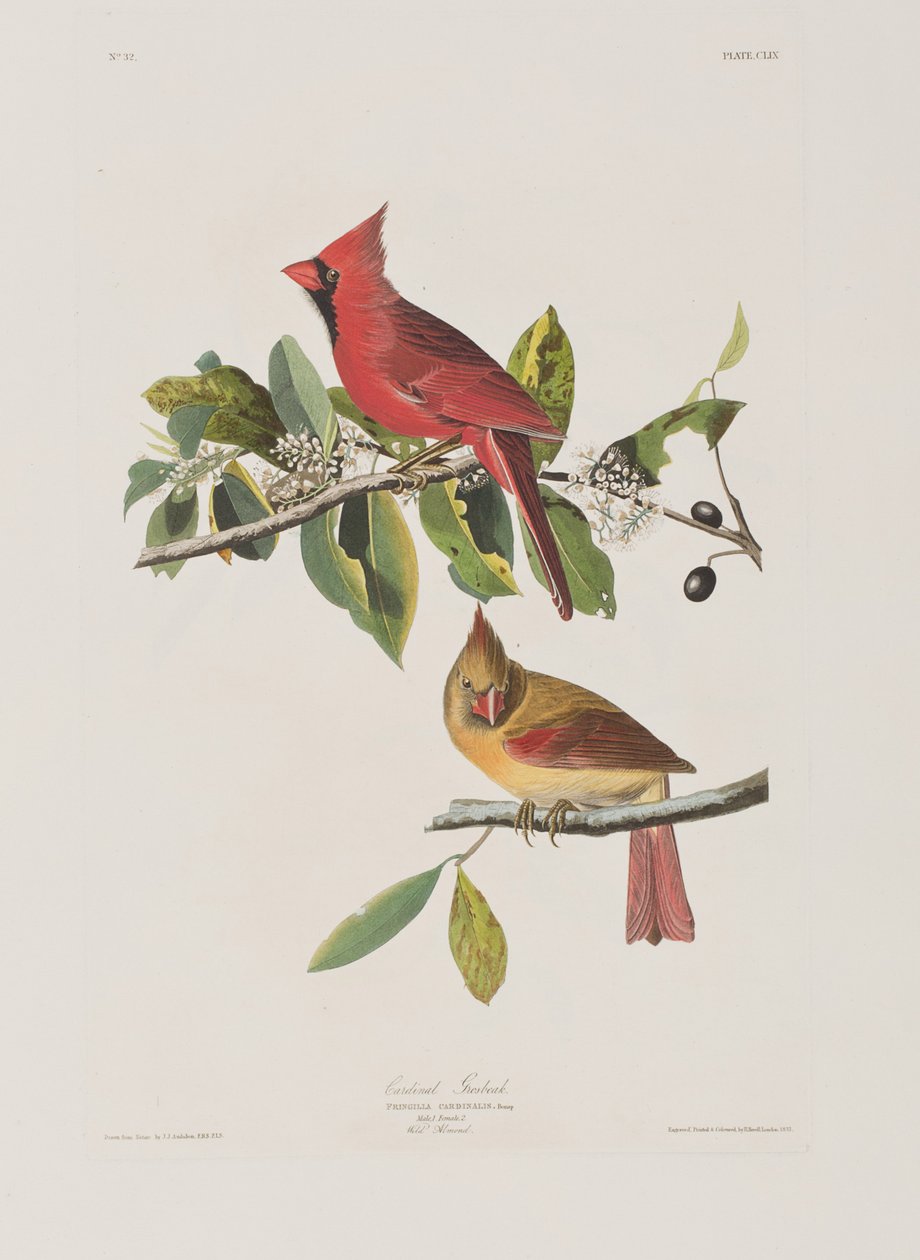 Ilustracja z „Birds of America” autorstwa John James Audubon