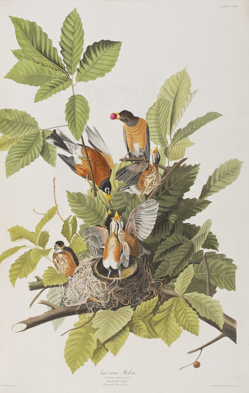 Ilustracja z „Birds of America” autorstwa John James Audubon