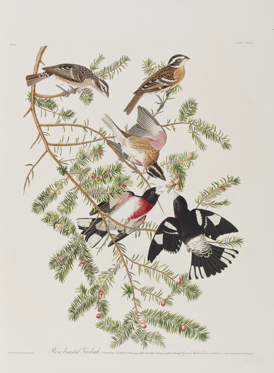 Ilustracja z „Birds of America” autorstwa John James Audubon