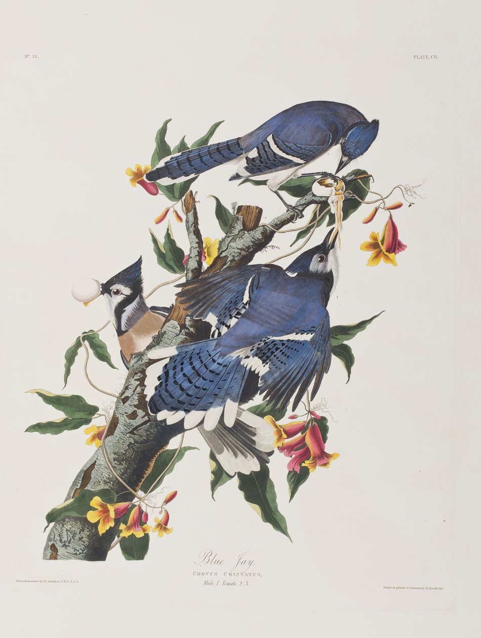 Ilustracja z „Birds of America” autorstwa John James Audubon