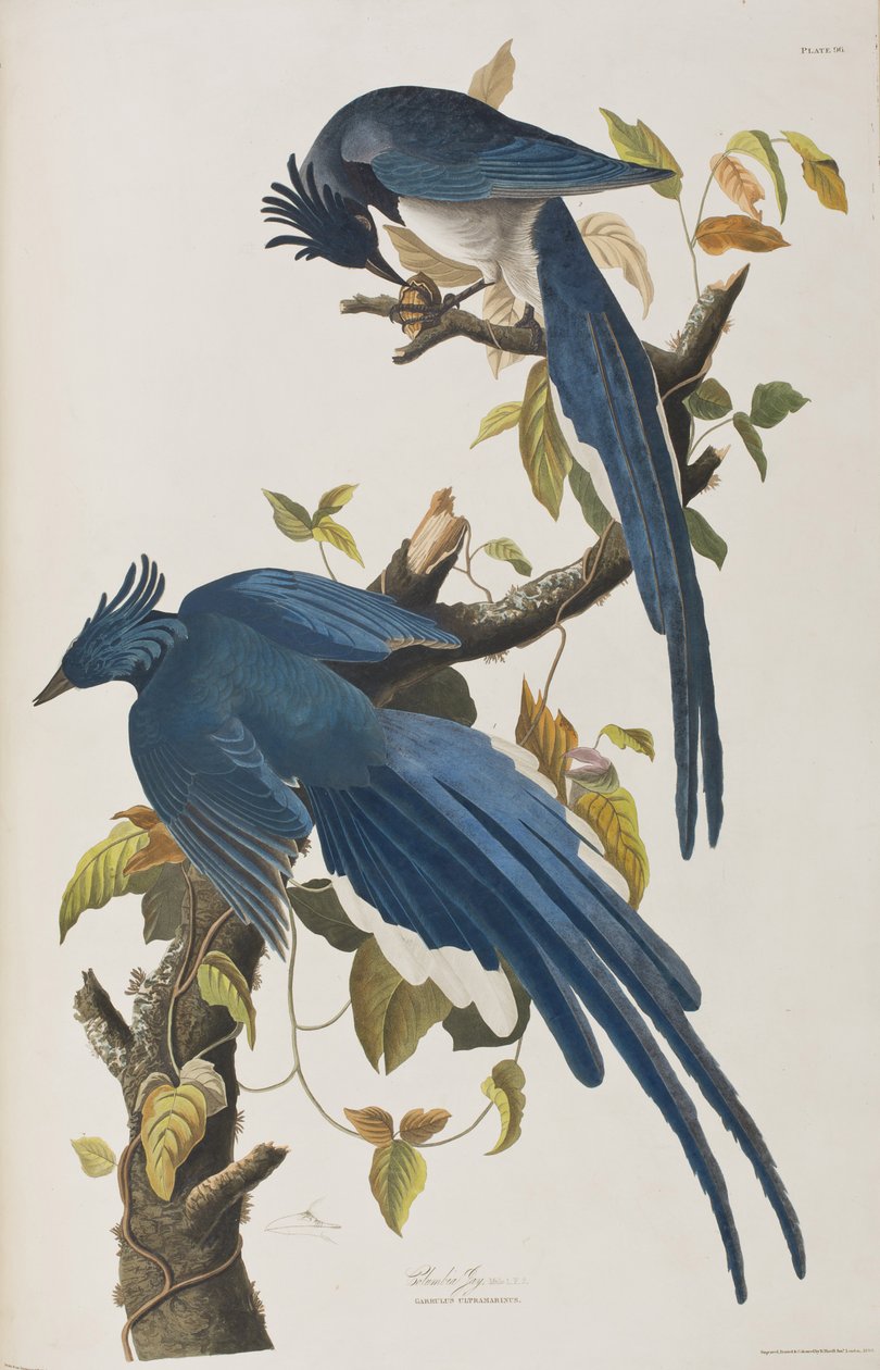 Ilustracja z „Birds of America” autorstwa John James Audubon