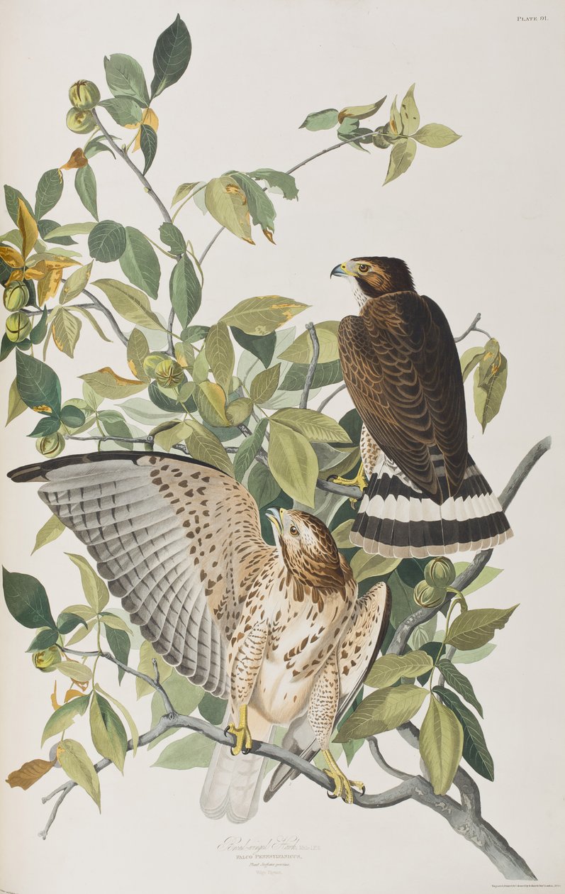 Ilustracja z „Birds of America” autorstwa John James Audubon