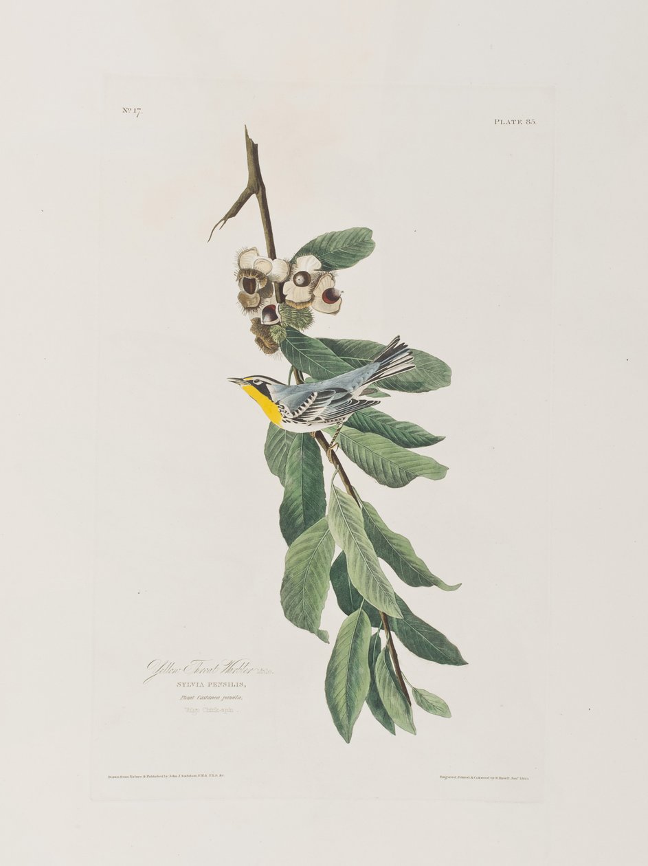 Ilustracja z „Birds of America” autorstwa John James Audubon