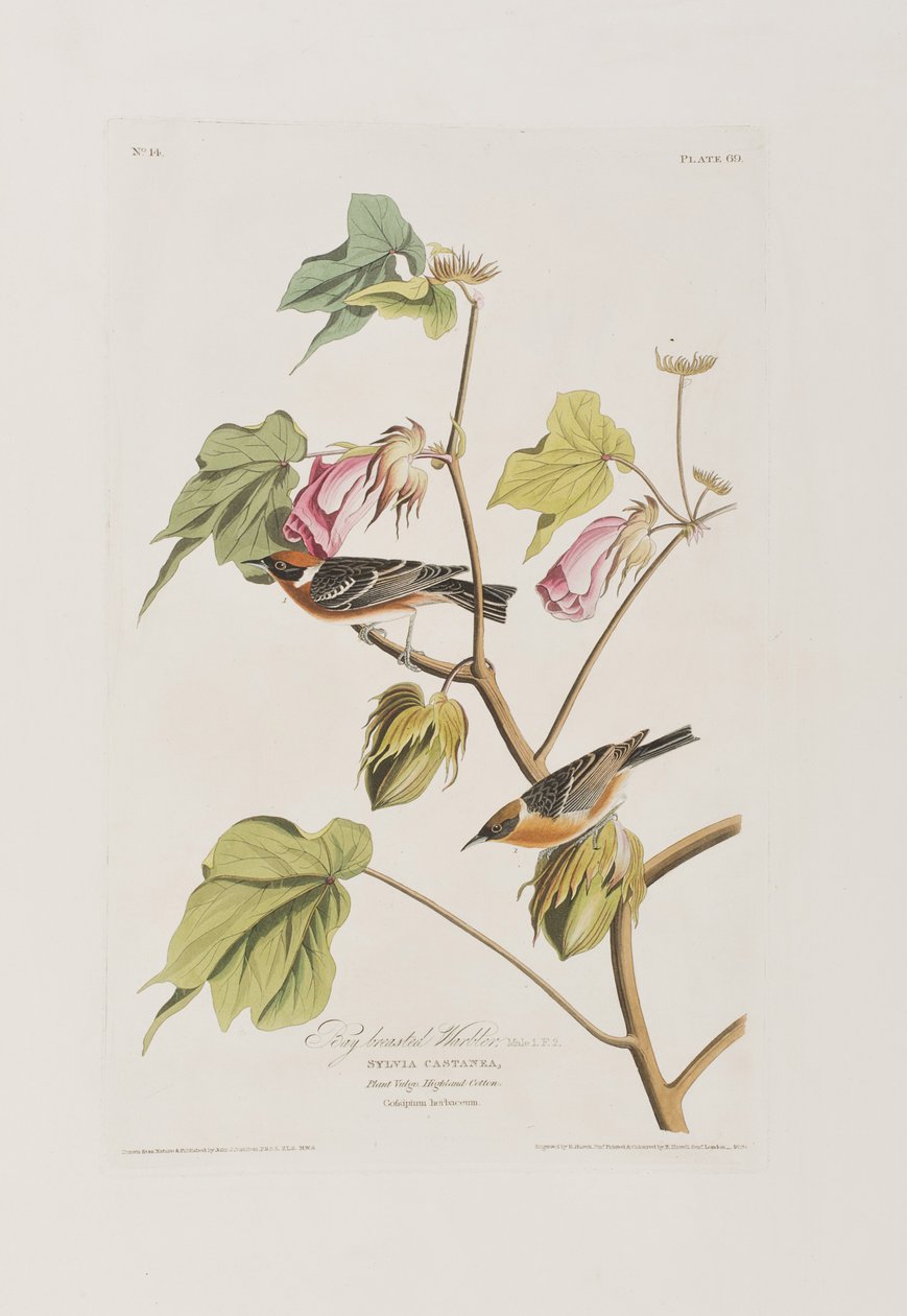 Ilustracja z „Birds of America” autorstwa John James Audubon
