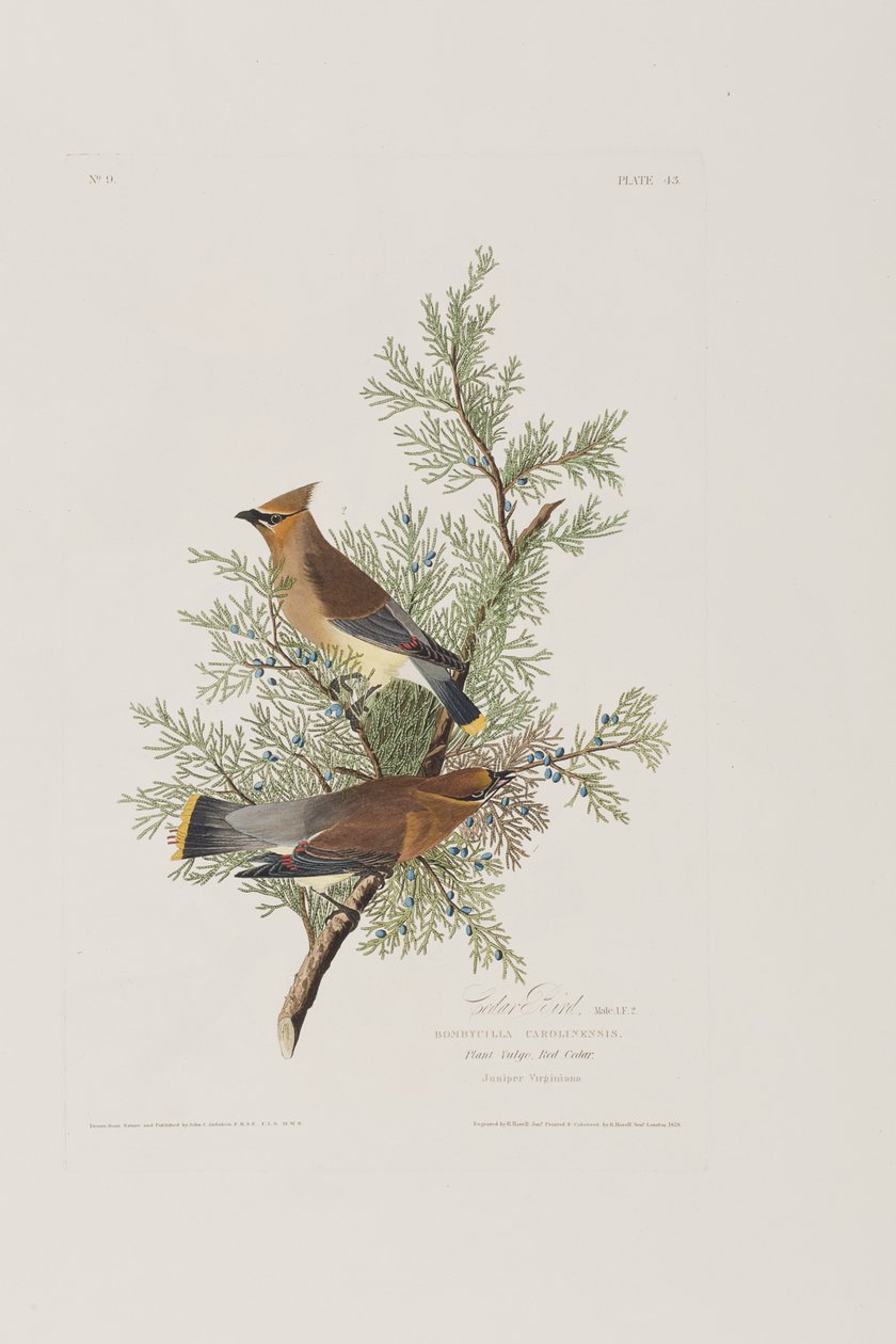 Ilustracja z „Birds of America” autorstwa John James Audubon