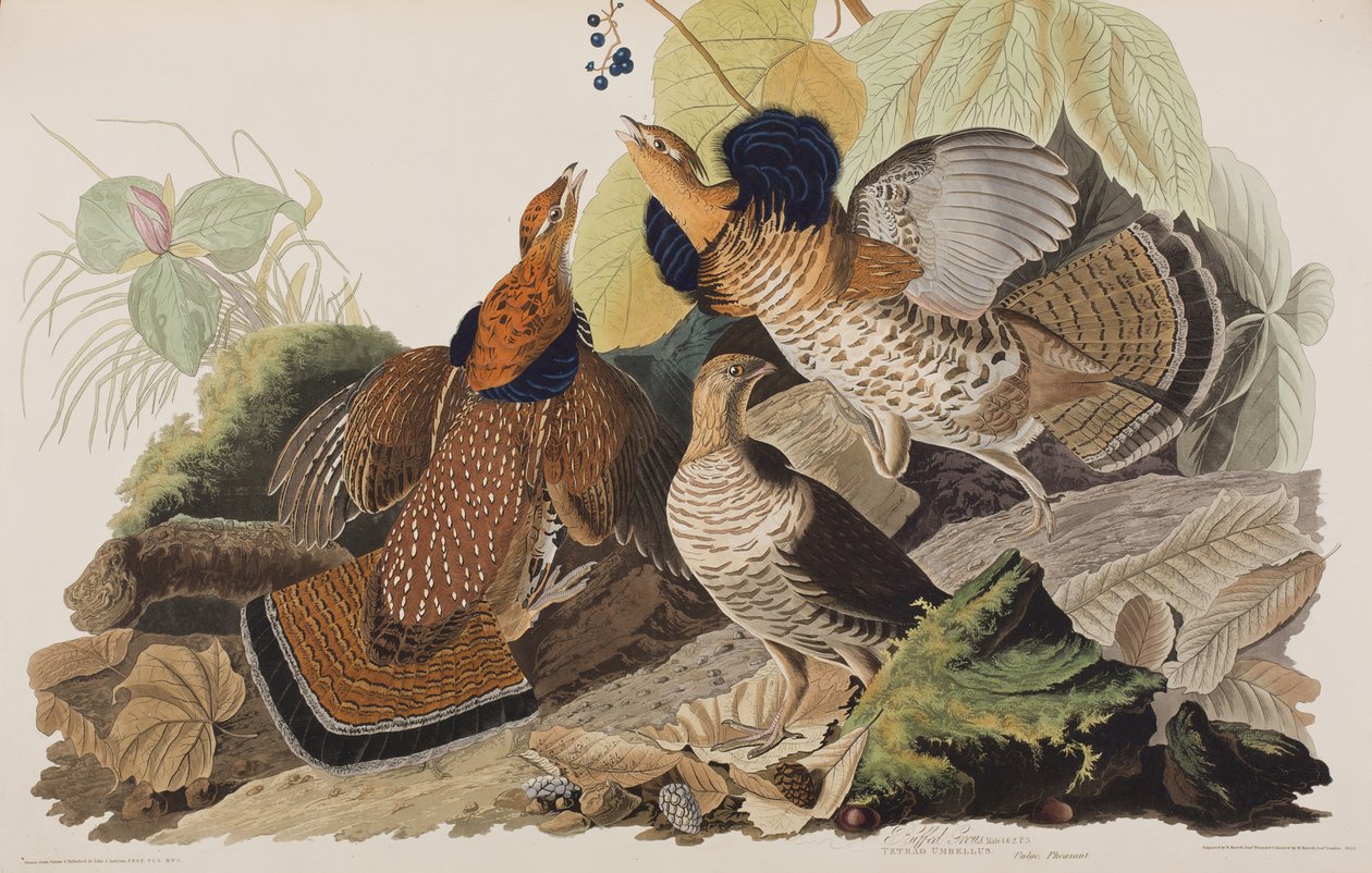 Ilustracja z „Birds of America” autorstwa John James Audubon