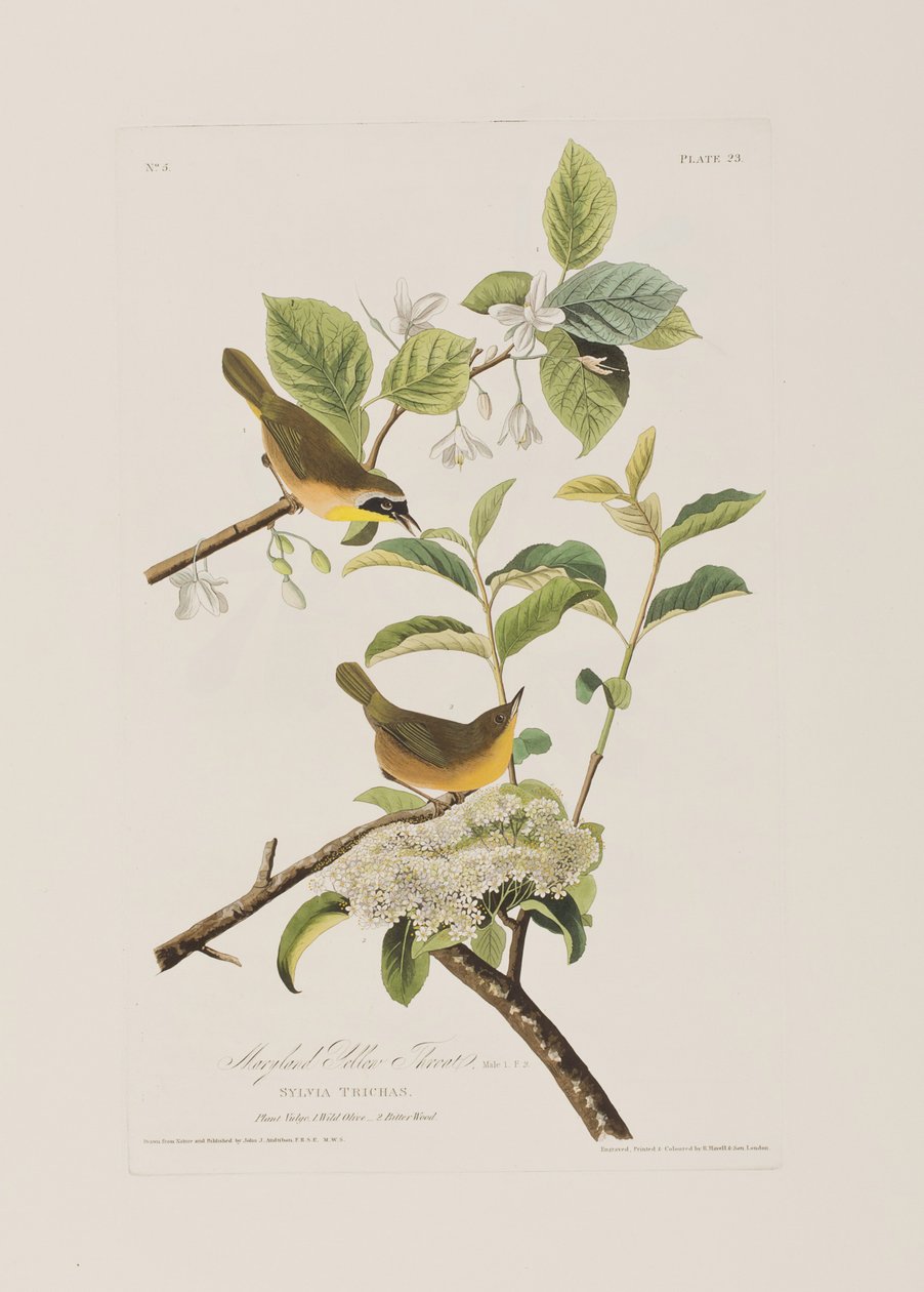 Ilustracja z „Birds of America” autorstwa John James Audubon