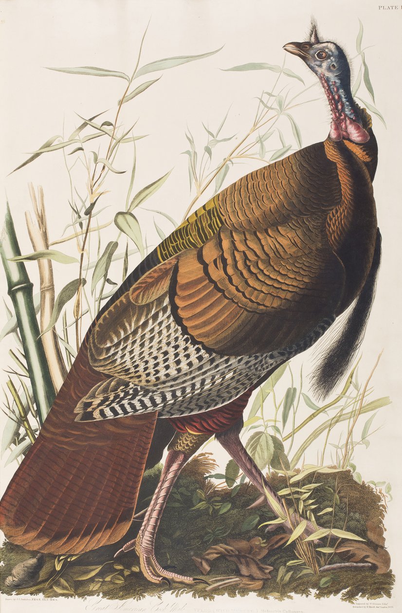 Ilustracja z „Birds of America” autorstwa John James Audubon
