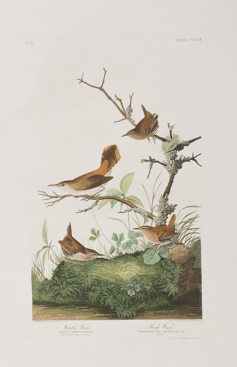Ilustracja z „Birds of America” autorstwa John James Audubon