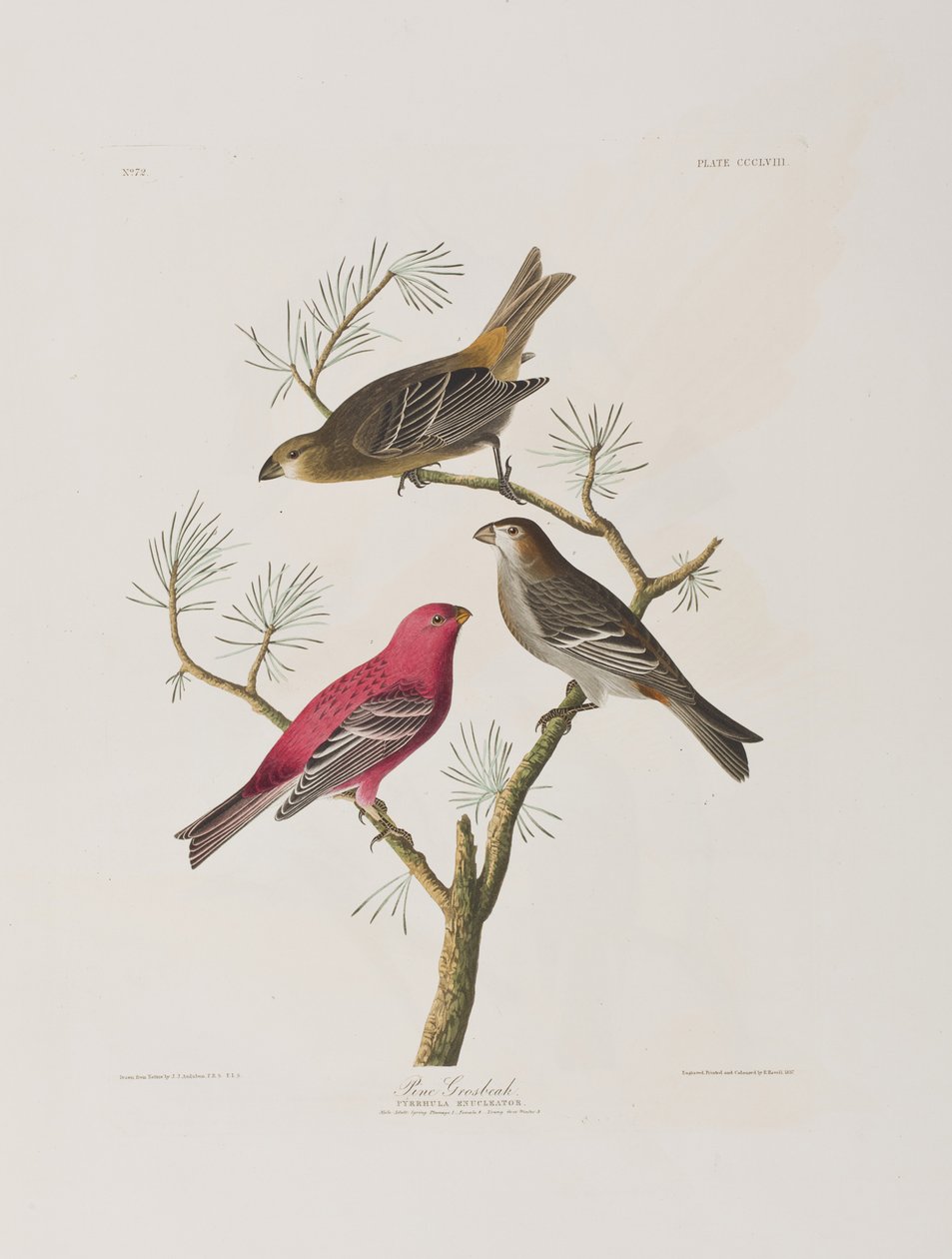 Ilustracja z „Birds of America” autorstwa John James Audubon