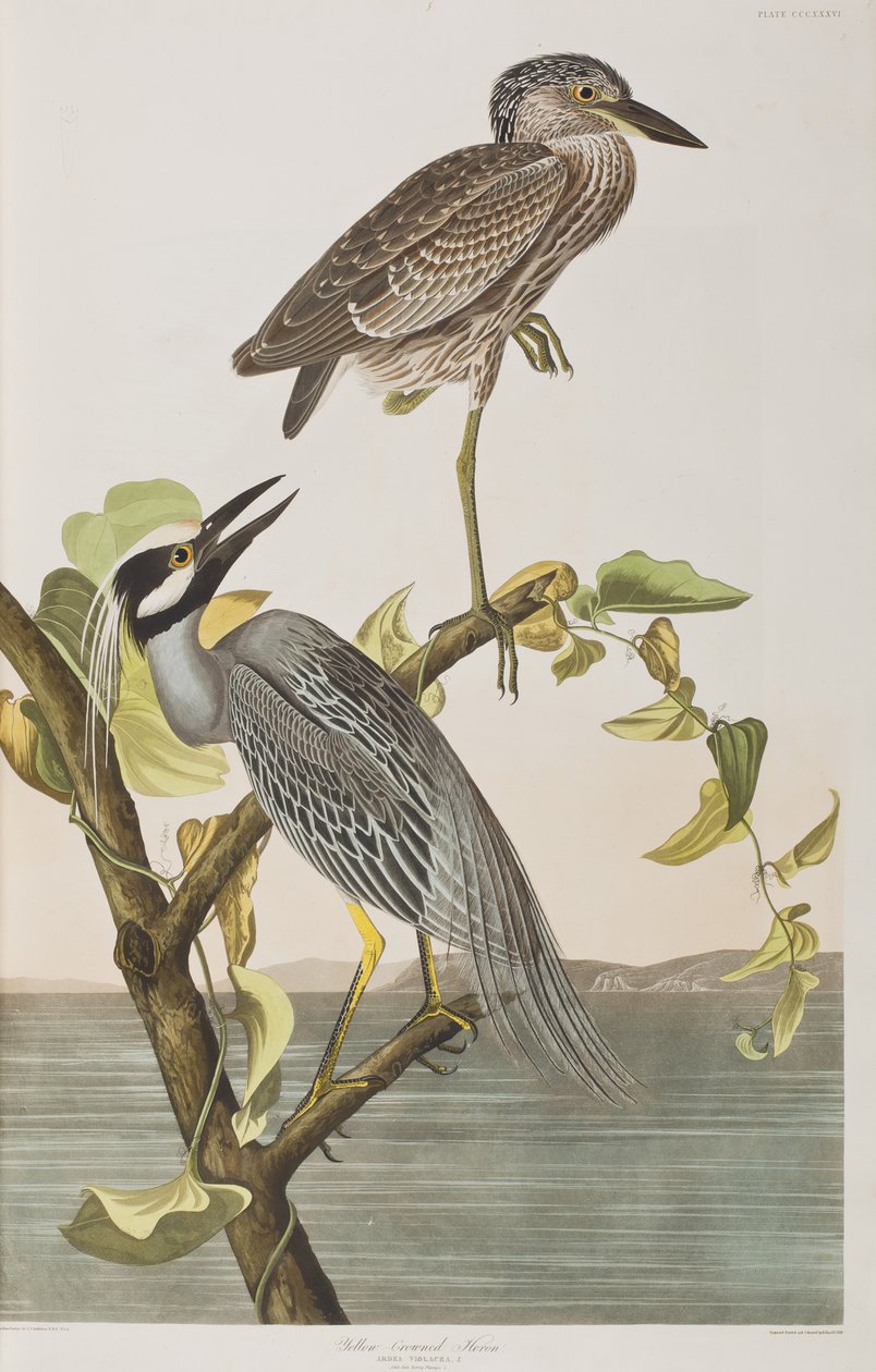 Ilustracja z „Birds of America” autorstwa John James Audubon