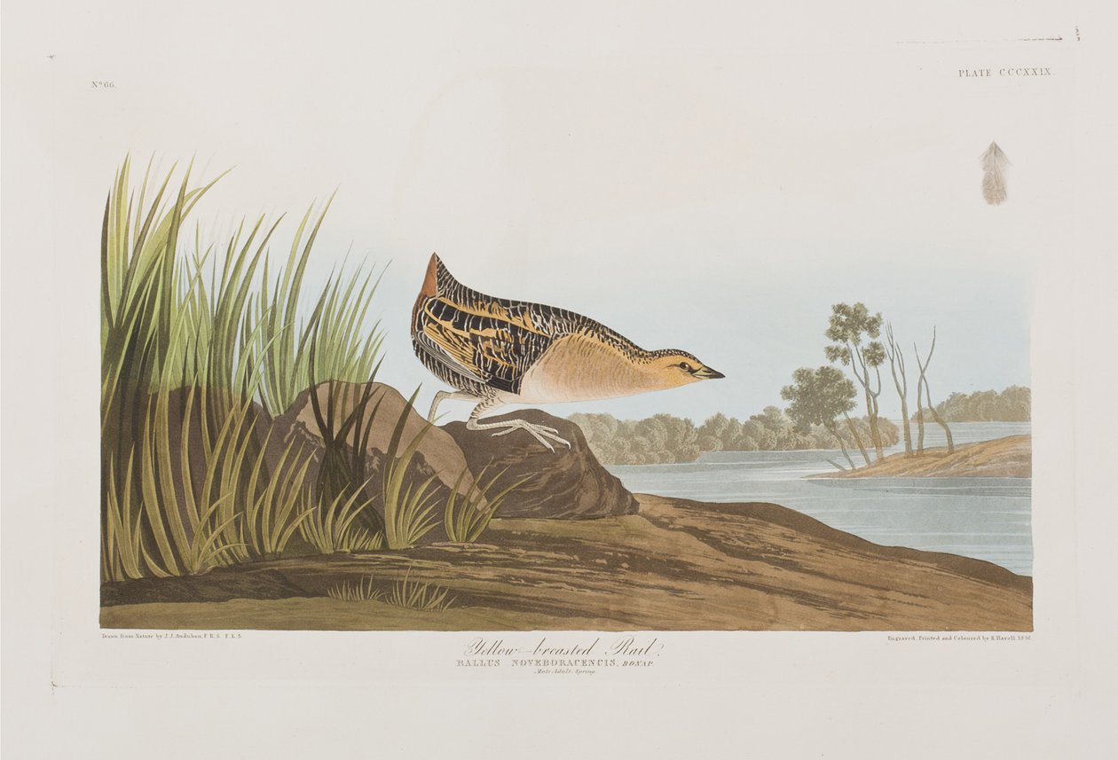 Ilustracja z „Birds of America” autorstwa John James Audubon