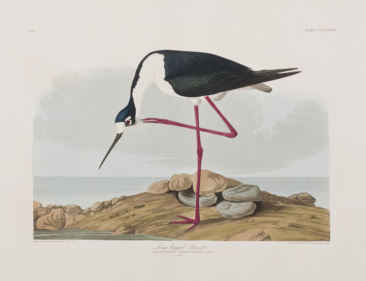 Ilustracja z „Birds of America” autorstwa John James Audubon