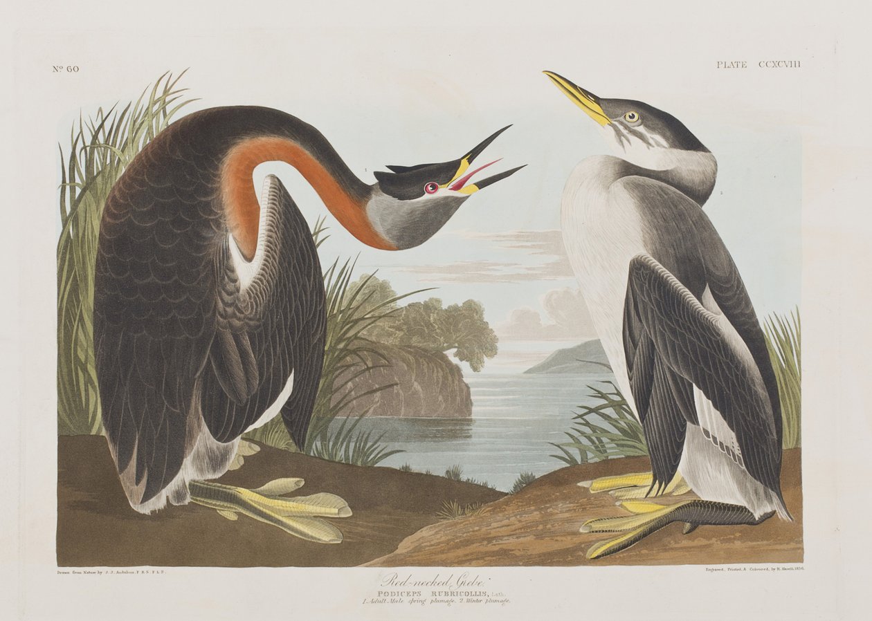 Ilustracja z „Birds of America” autorstwa John James Audubon