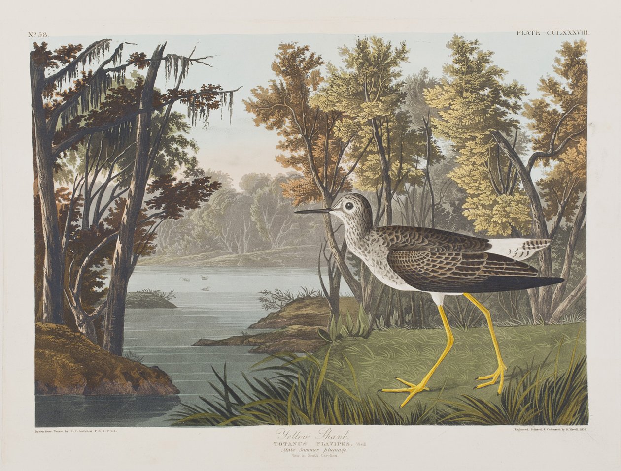 Ilustracja z „Birds of America” autorstwa John James Audubon
